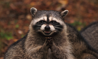 A raccoon grasping its paws together and appearing to grin with its teeth revealed. It appears to be gleefully plotting something evil.
